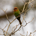 Bohm's Bee-eater (image by Bjorn Andersson)