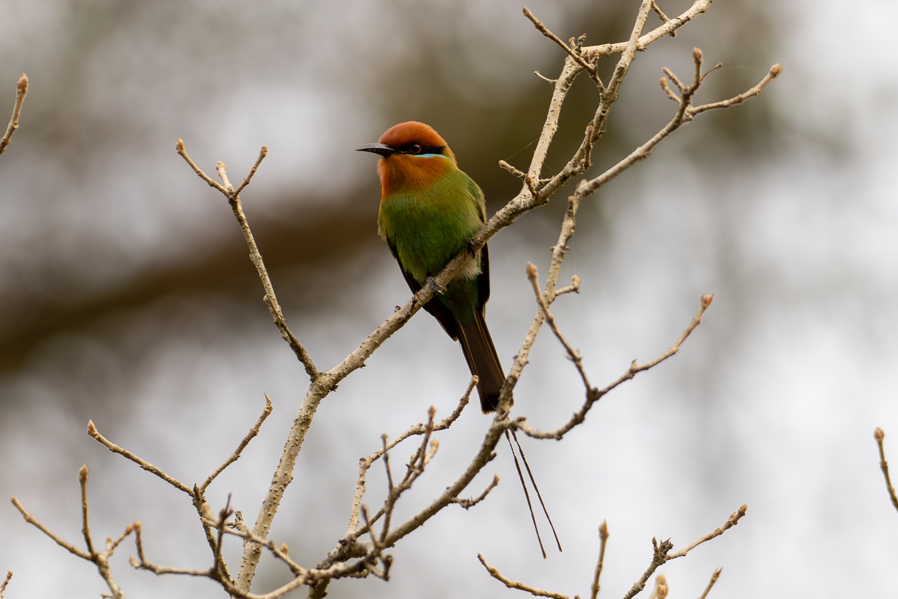 Bohm's Bee-eater (image by Bjorn Andersson)