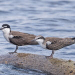 Bridled Terns (image by Pete Morris)