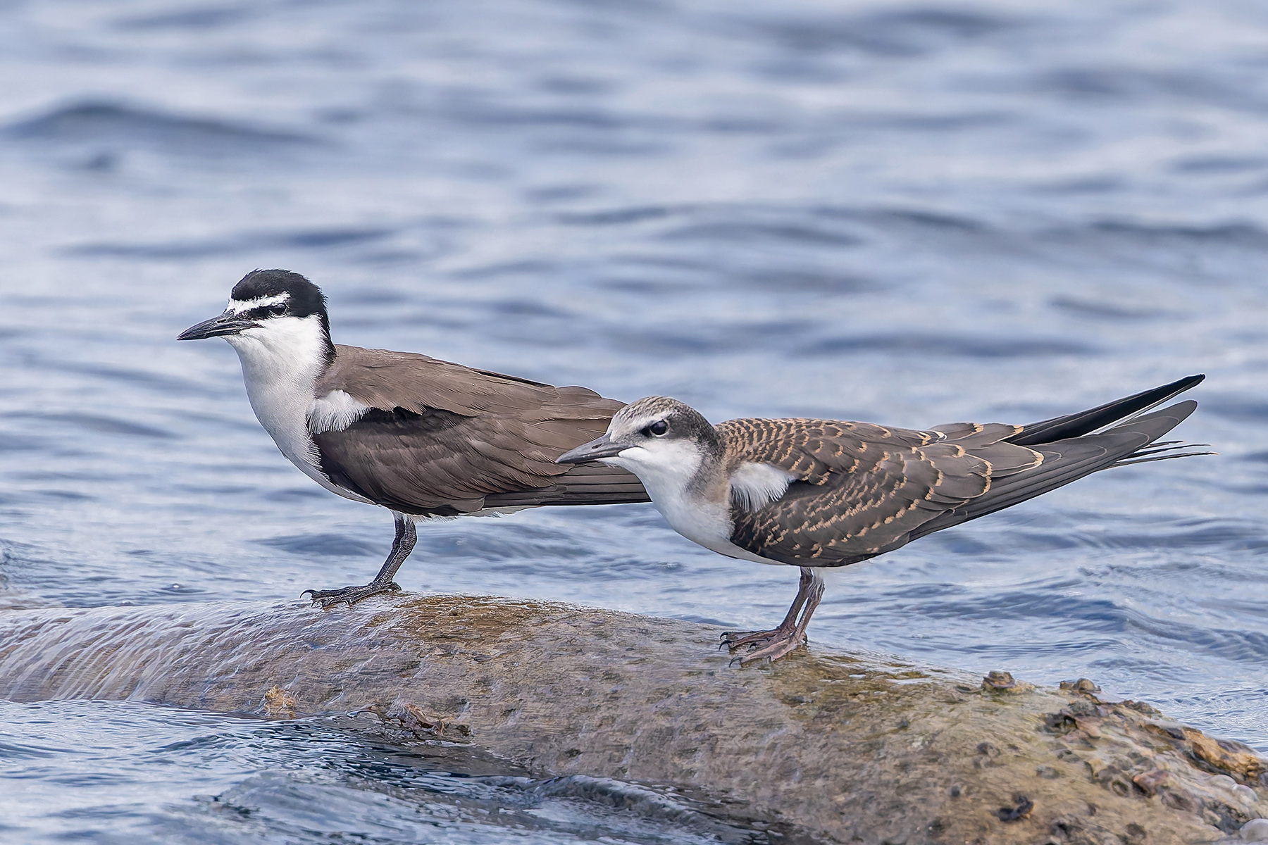 Bridled Terns (image by Pete Morris)