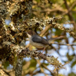 Brown-headed Apalis (image by Bjorn Andersson)