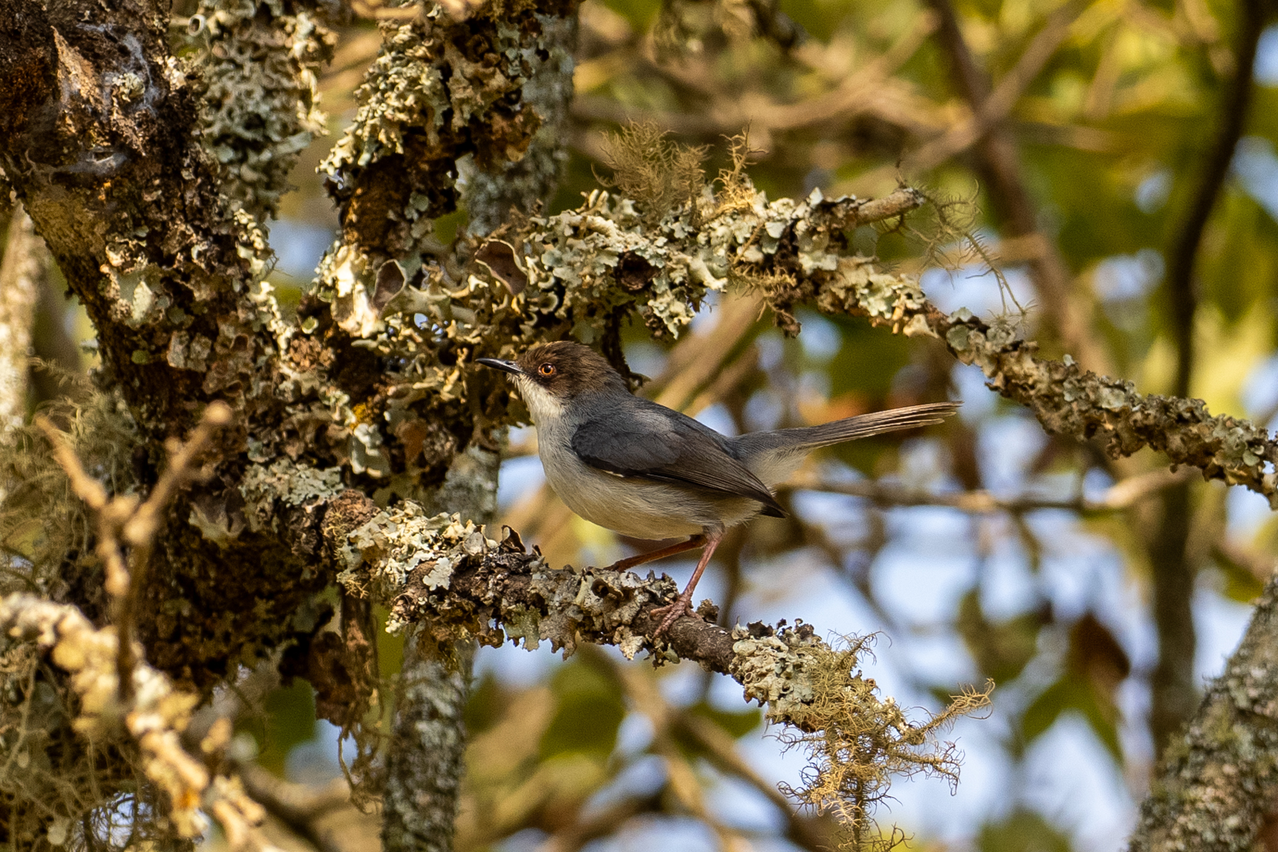Brown-headed Apalis (image by Bjorn Andersson)