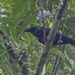 Brown-headed Crow (image by Pete Morris)