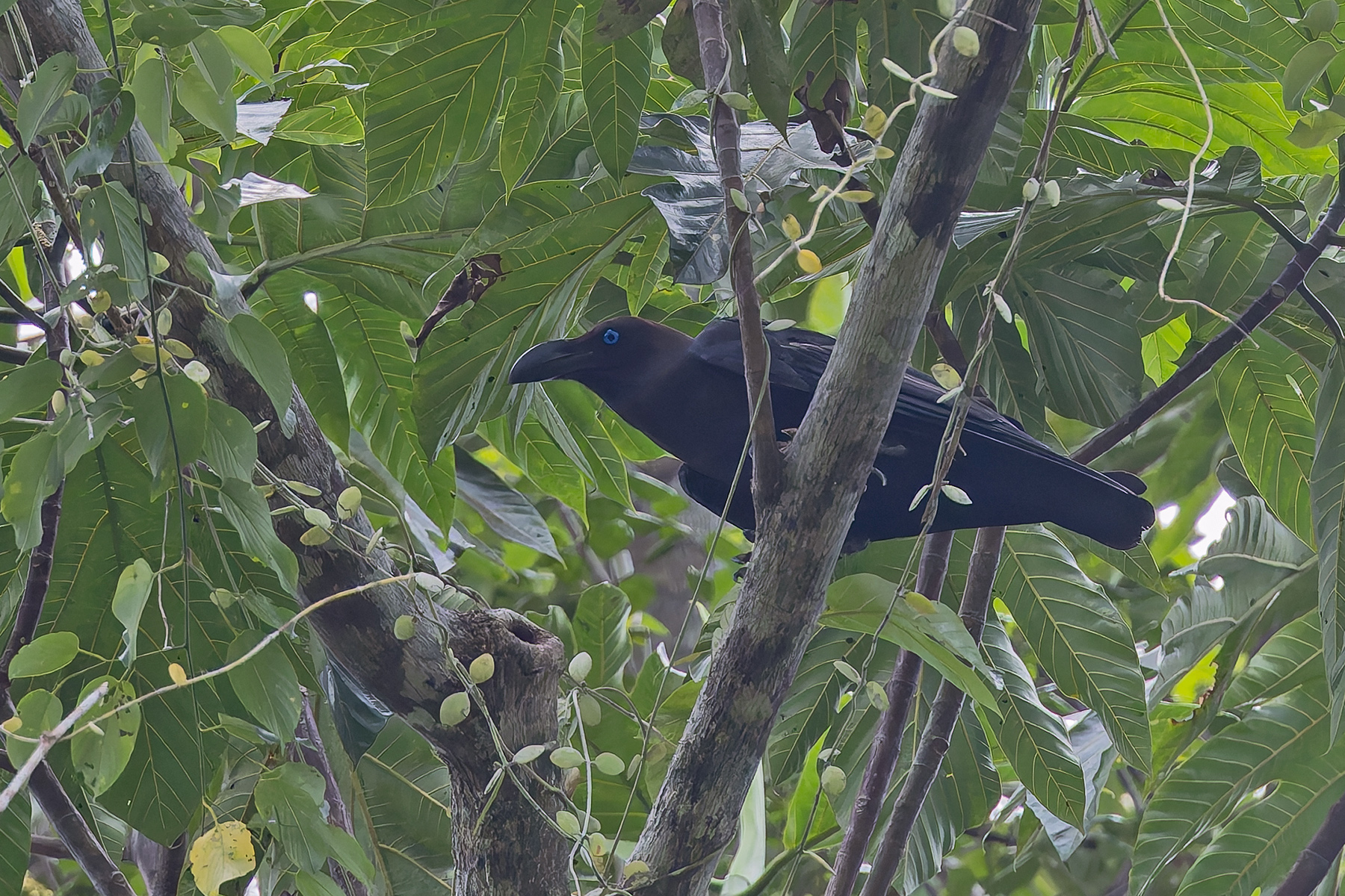 Brown-headed Crow (image by Pete Morris)