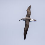Buller's Albatross (image by Mark Beaman)