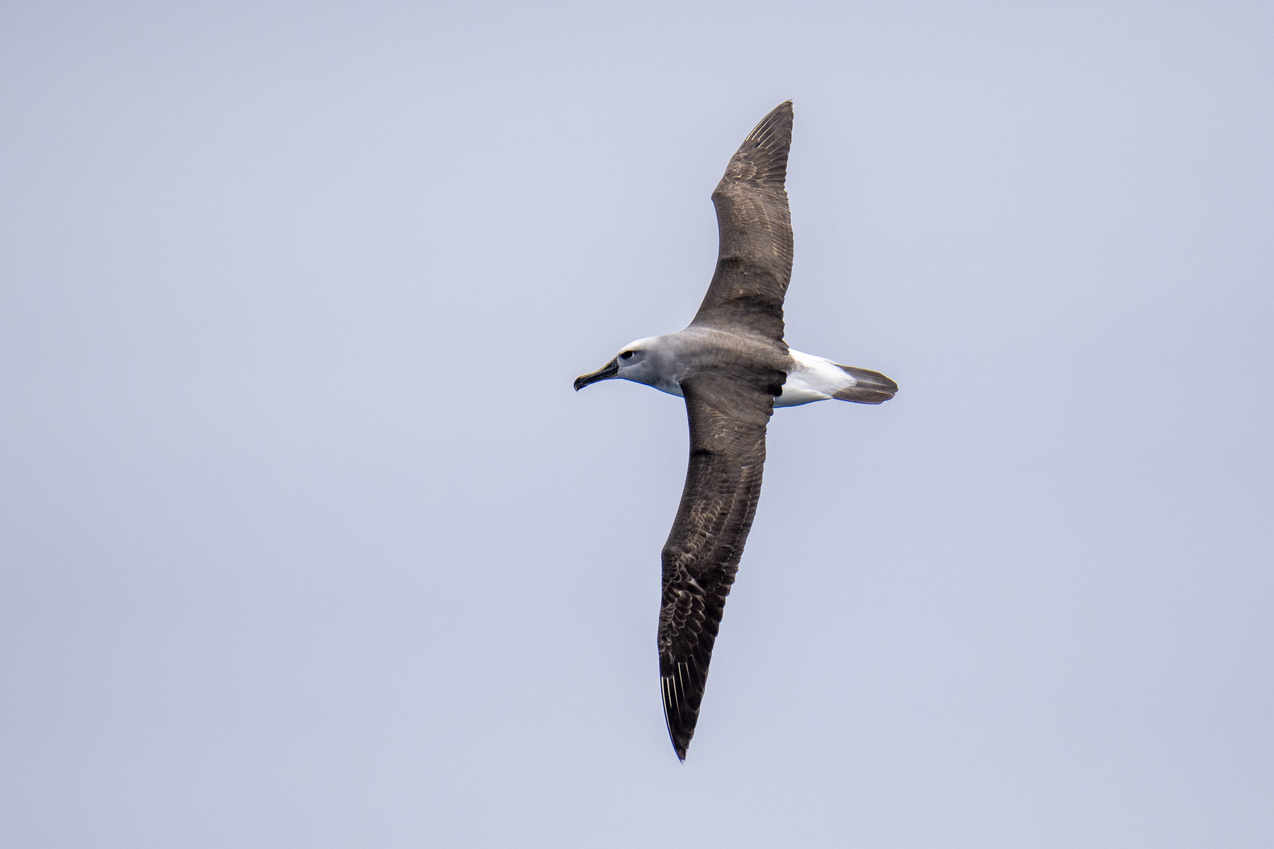 Buller's Albatross (image by Mark Beaman)