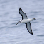 Buller's Albatross (image by Mark Beaman)