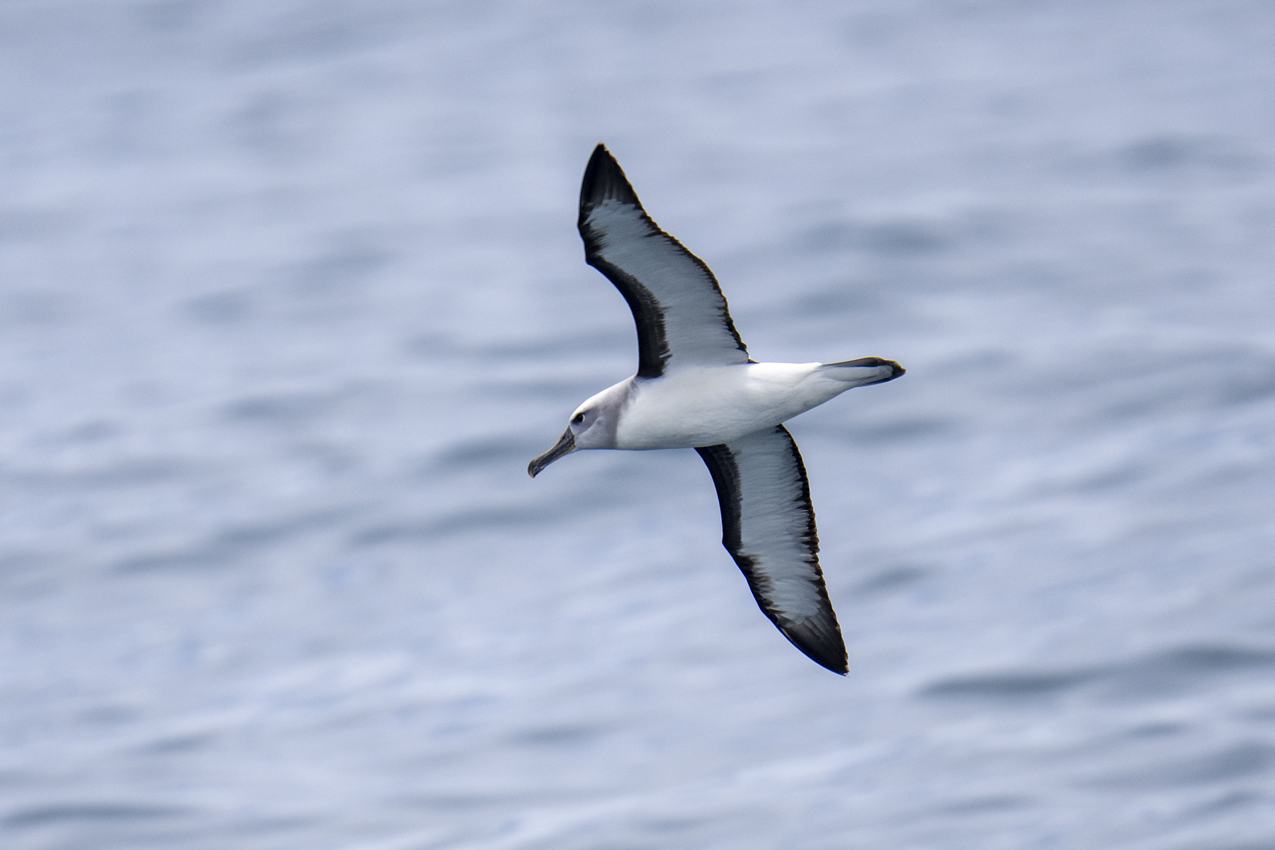 Buller's Albatross (image by Mark Beaman)