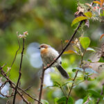 Chapin's Apalis (image by Bjorn Andersson)
