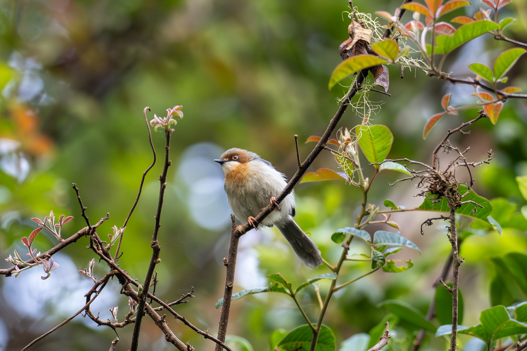 Chapin's Apalis (image by Bjorn Andersson)