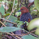 Chestnut Forest Rail (image by Pete Morris)
