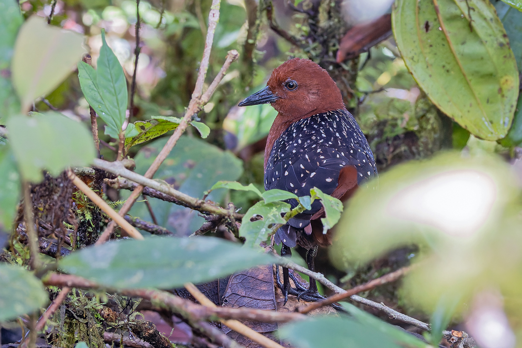 Chestnut Forest Rail (image by Pete Morris)