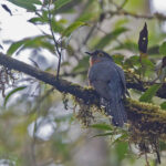Chestnut-breasted Cuckoo (image by Pete Morris)