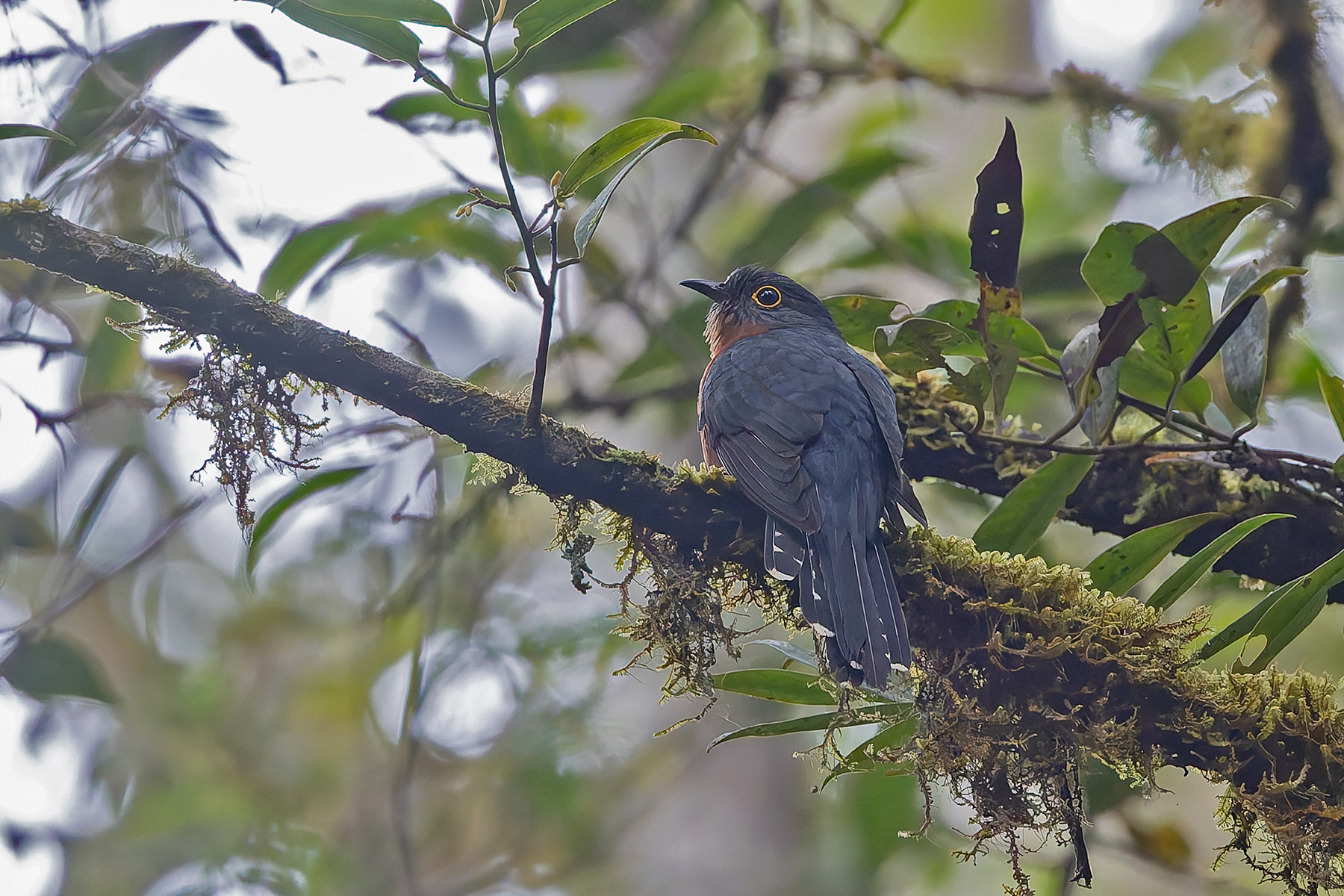 Chestnut-breasted Cuckoo (image by Pete Morris)