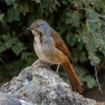 Collared Palm Thrush (image by Bjorn Andersson)