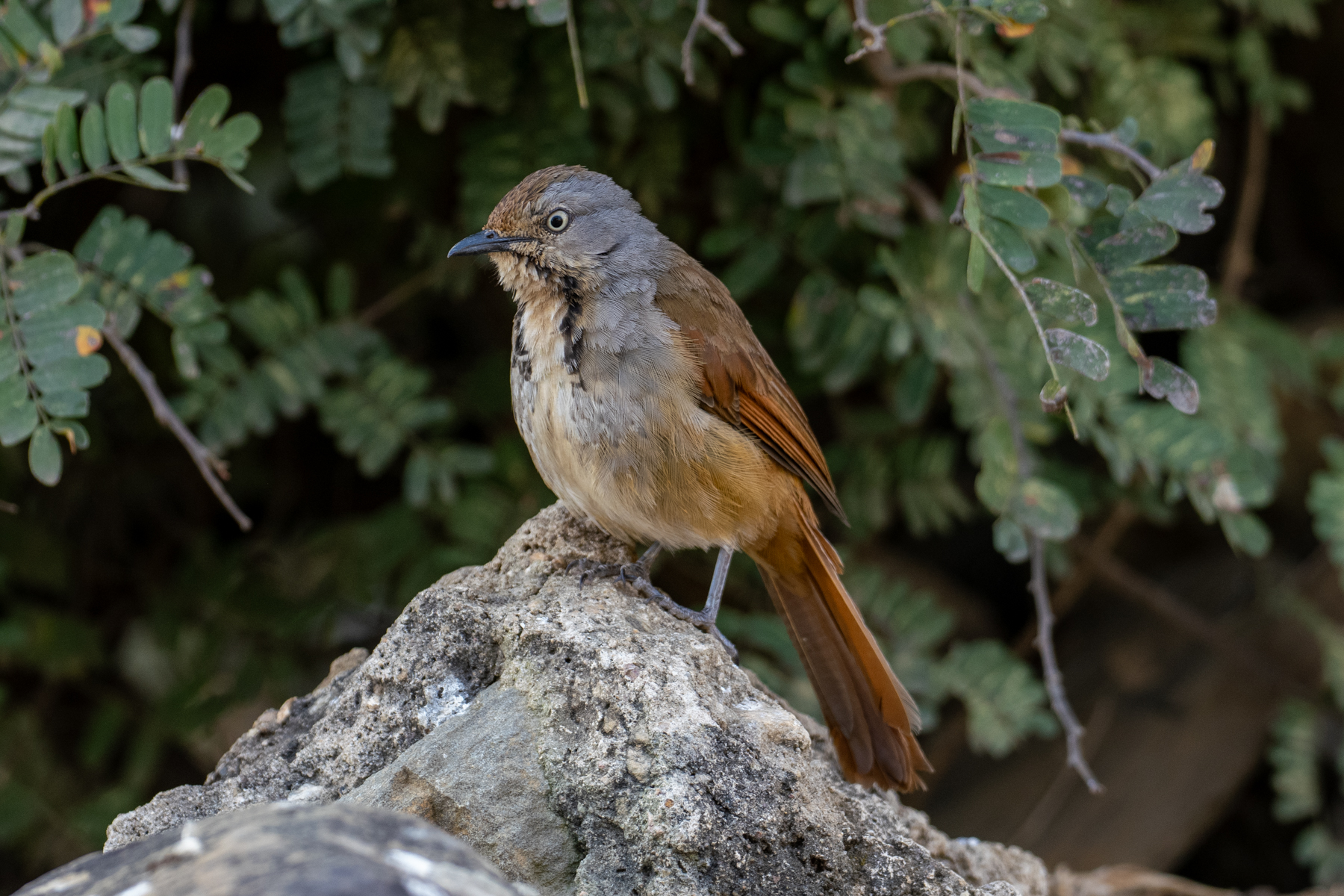 Collared Palm Thrush (image by Bjorn Andersson)