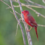 Crimson Finch (white Bellied) (image by Pete Morris)