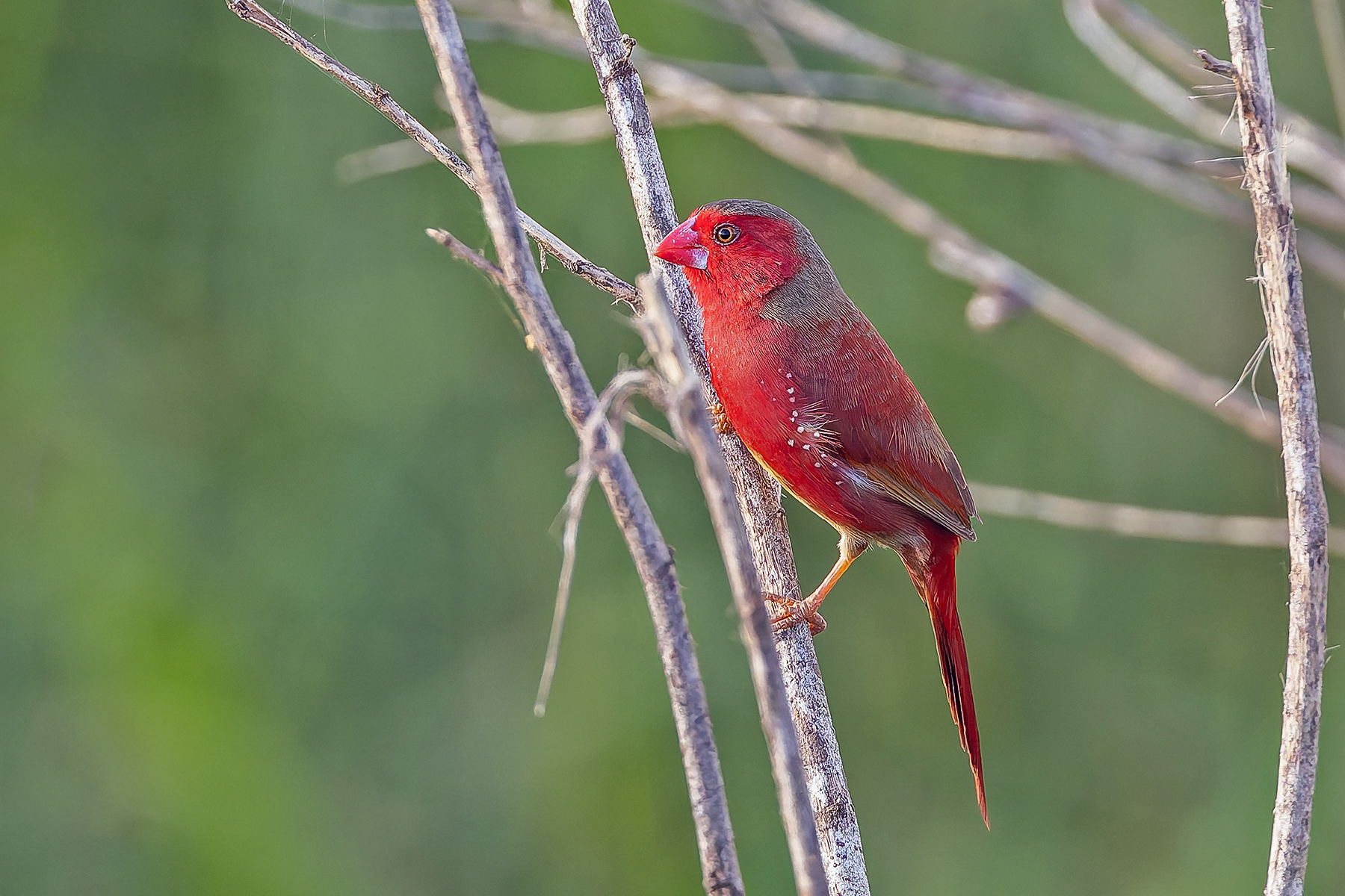 Crimson Finch (white Bellied) (image by Pete Morris)