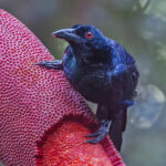 Crinkle-collared Manucode (image by Pete Morris)