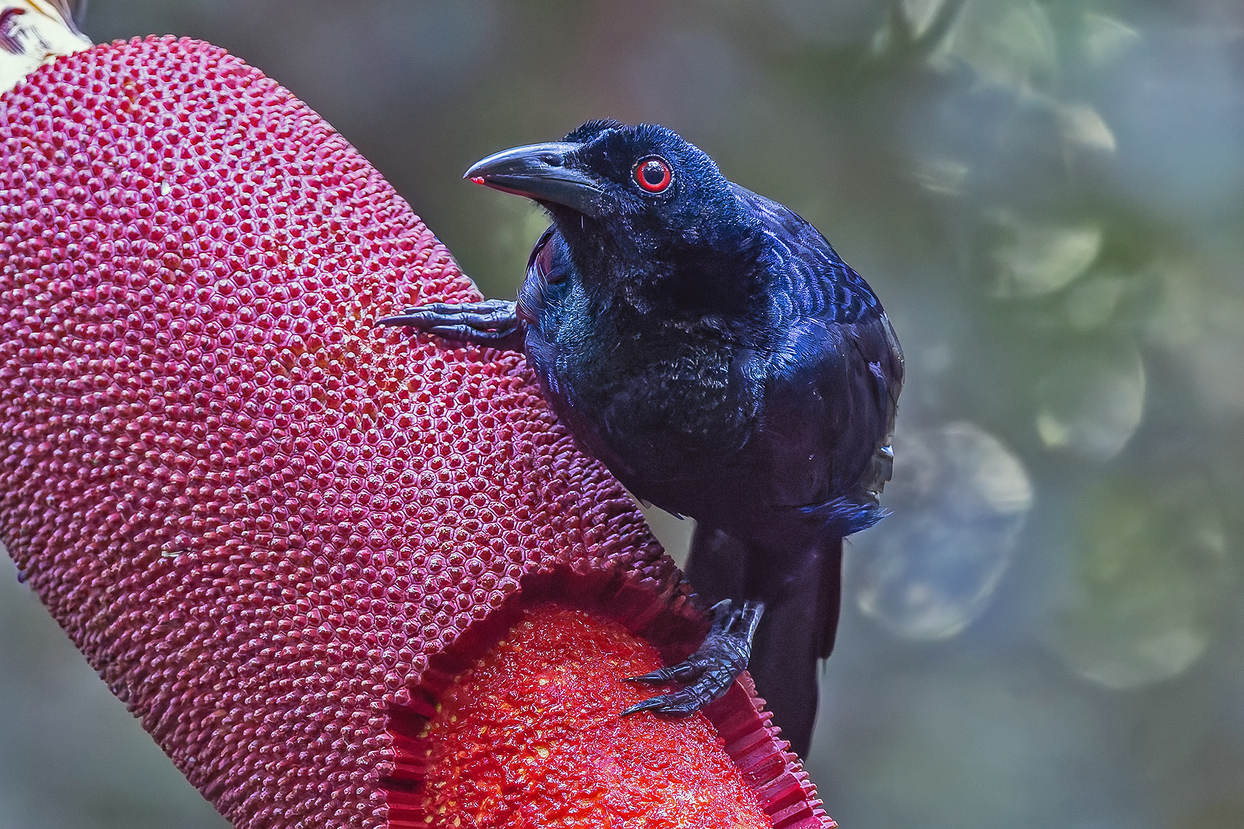 Crinkle-collared Manucode (image by Pete Morris)