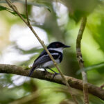 Dark Batis (image by Bjorn Andersson)