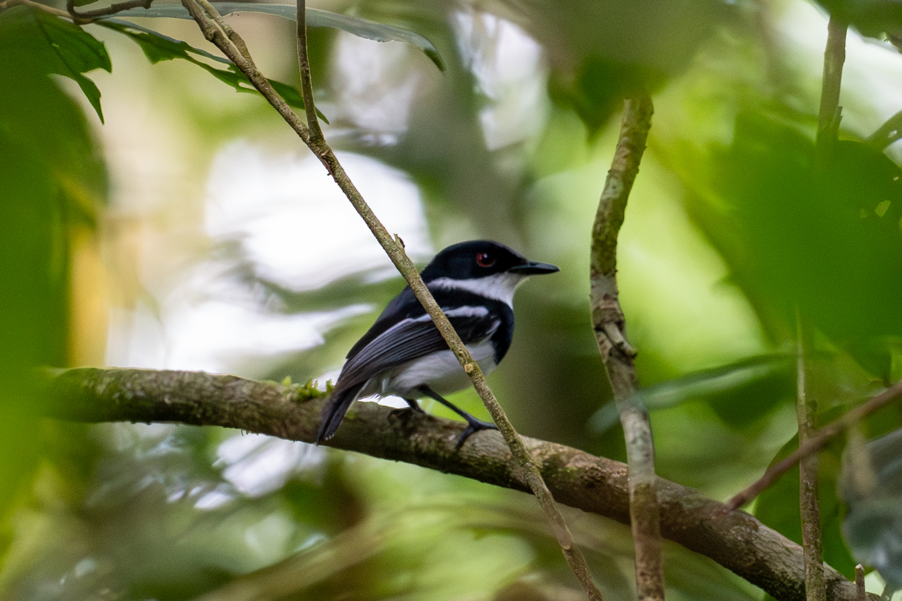 Dark Batis (image by Bjorn Andersson)