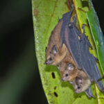 Dark Sheath-tailed Bat (image by Pete Morris)