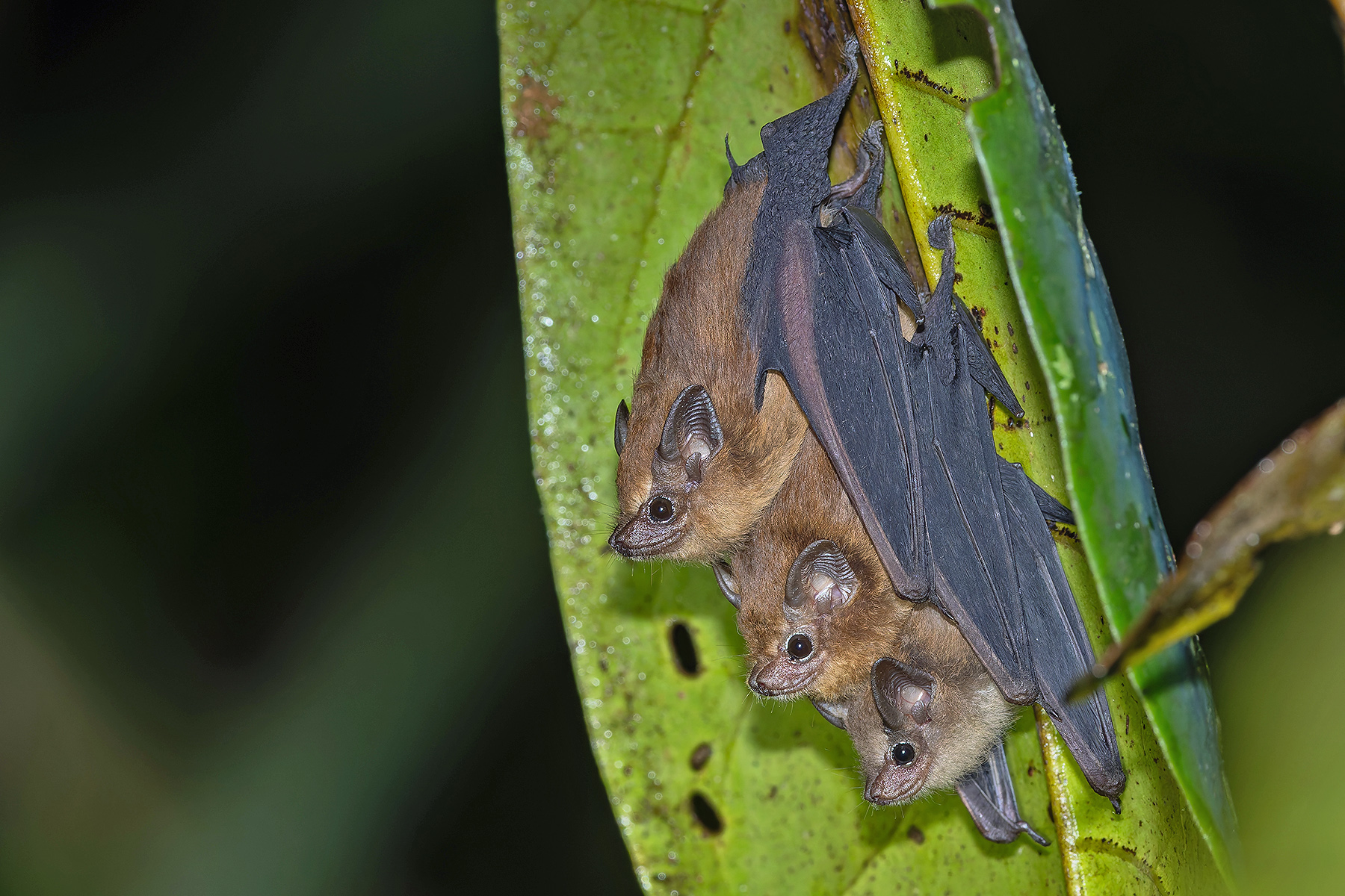 Dark Sheath-tailed Bat (image by Pete Morris)