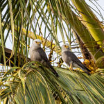 Dickinson's Kestrels (image by Bjorn Andersson)