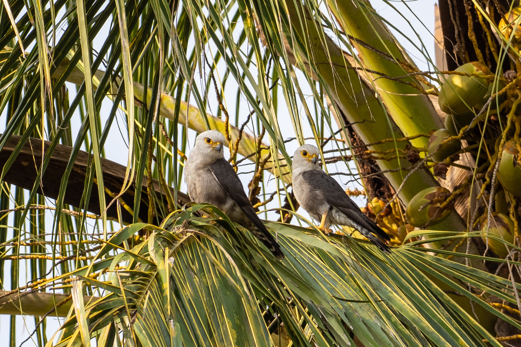 Dickinson's Kestrels (image by Bjorn Andersson)
