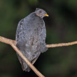 Dusky Scrubfowl (image by Pete Morris)