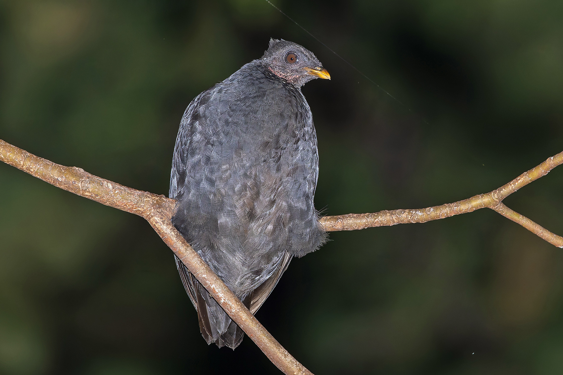 Dusky Scrubfowl (image by Pete Morris)
