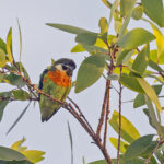 Dusky-cheeked Fig-Parrot (image by Pete Morris)