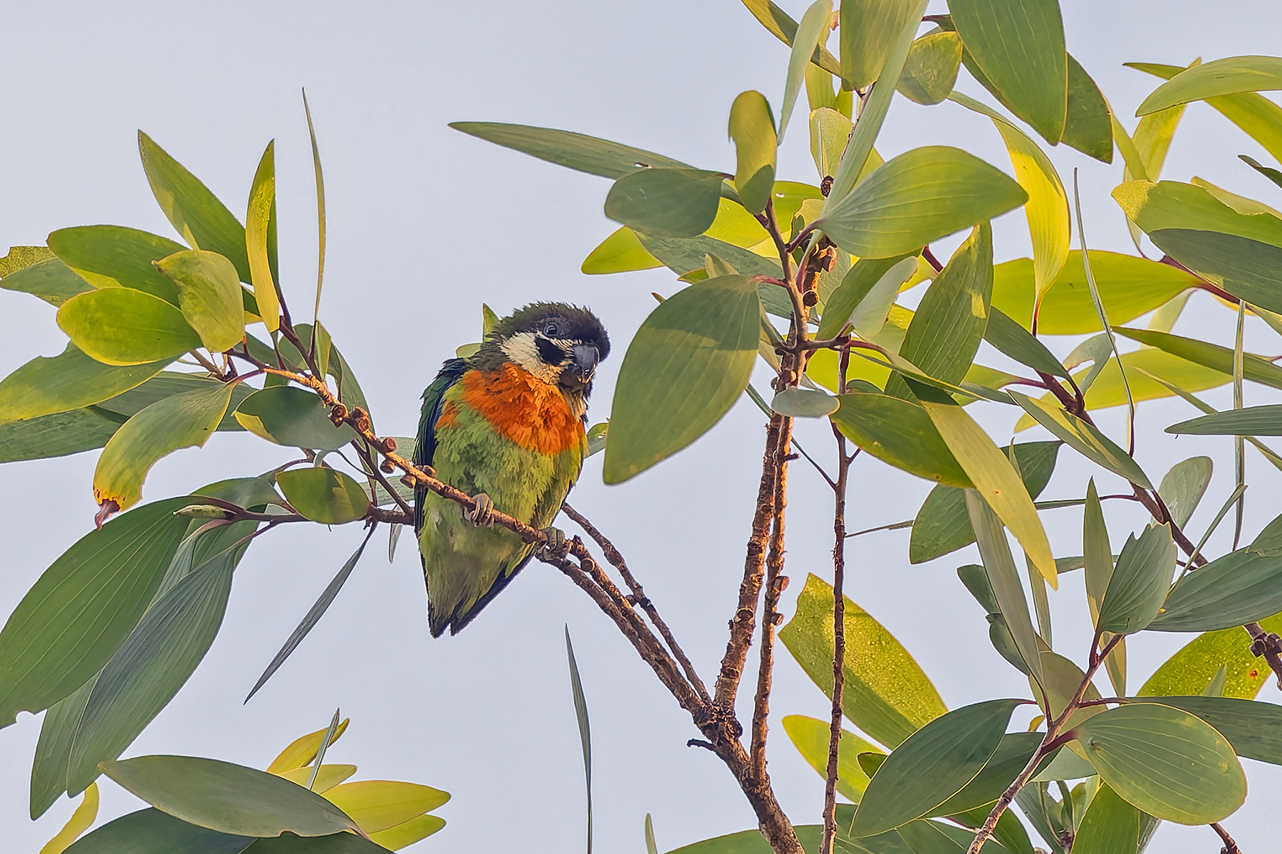 Dusky-cheeked Fig-Parrot (image by Pete Morris)