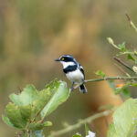 Eastern Black-headed Batis (image by Bjorn Andersson)