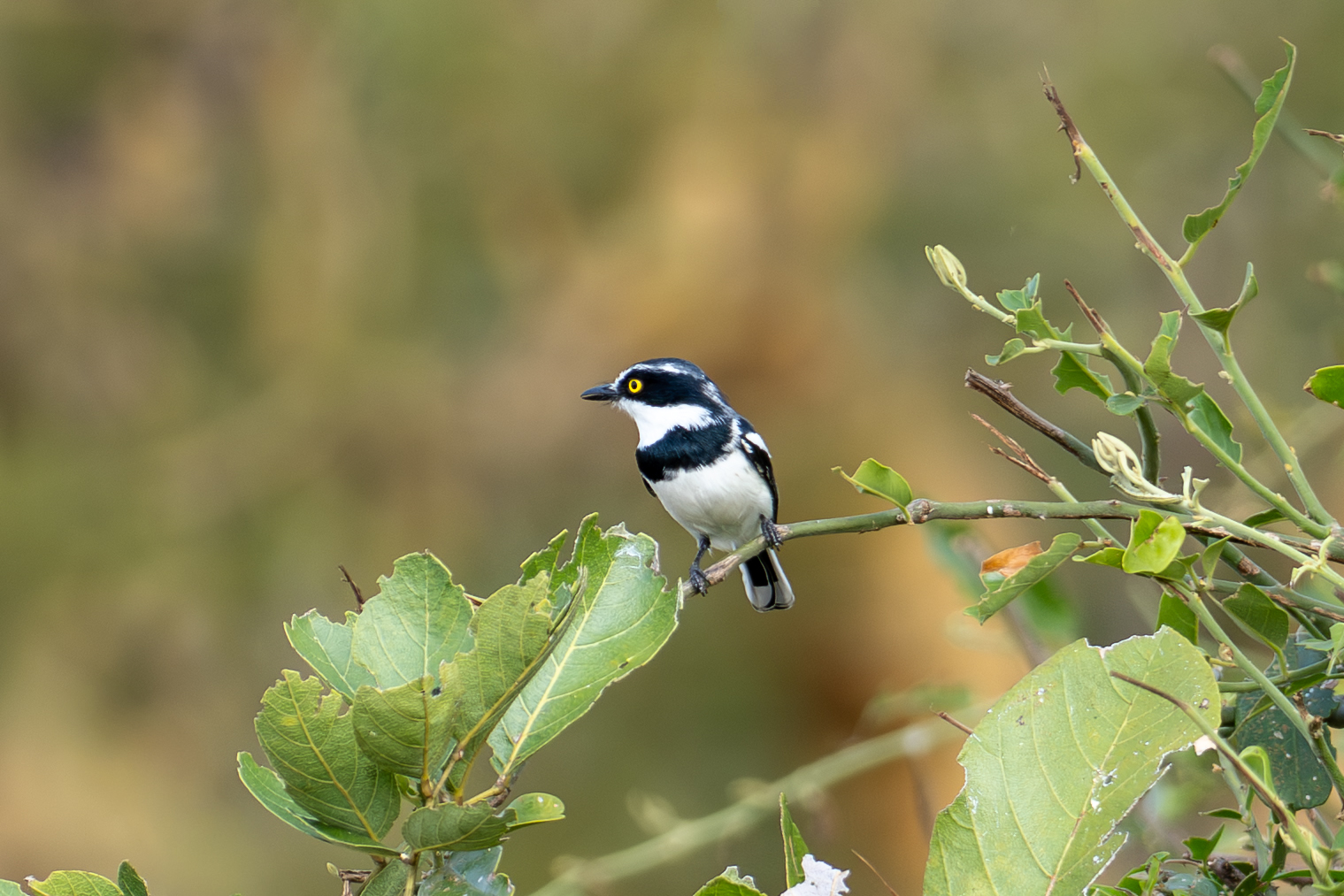 Eastern Black-headed Batis (image by Bjorn Andersson)