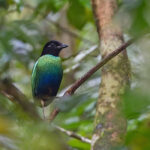 Eastern Hooded Pitta (Numfor) (image by Pete Morris)