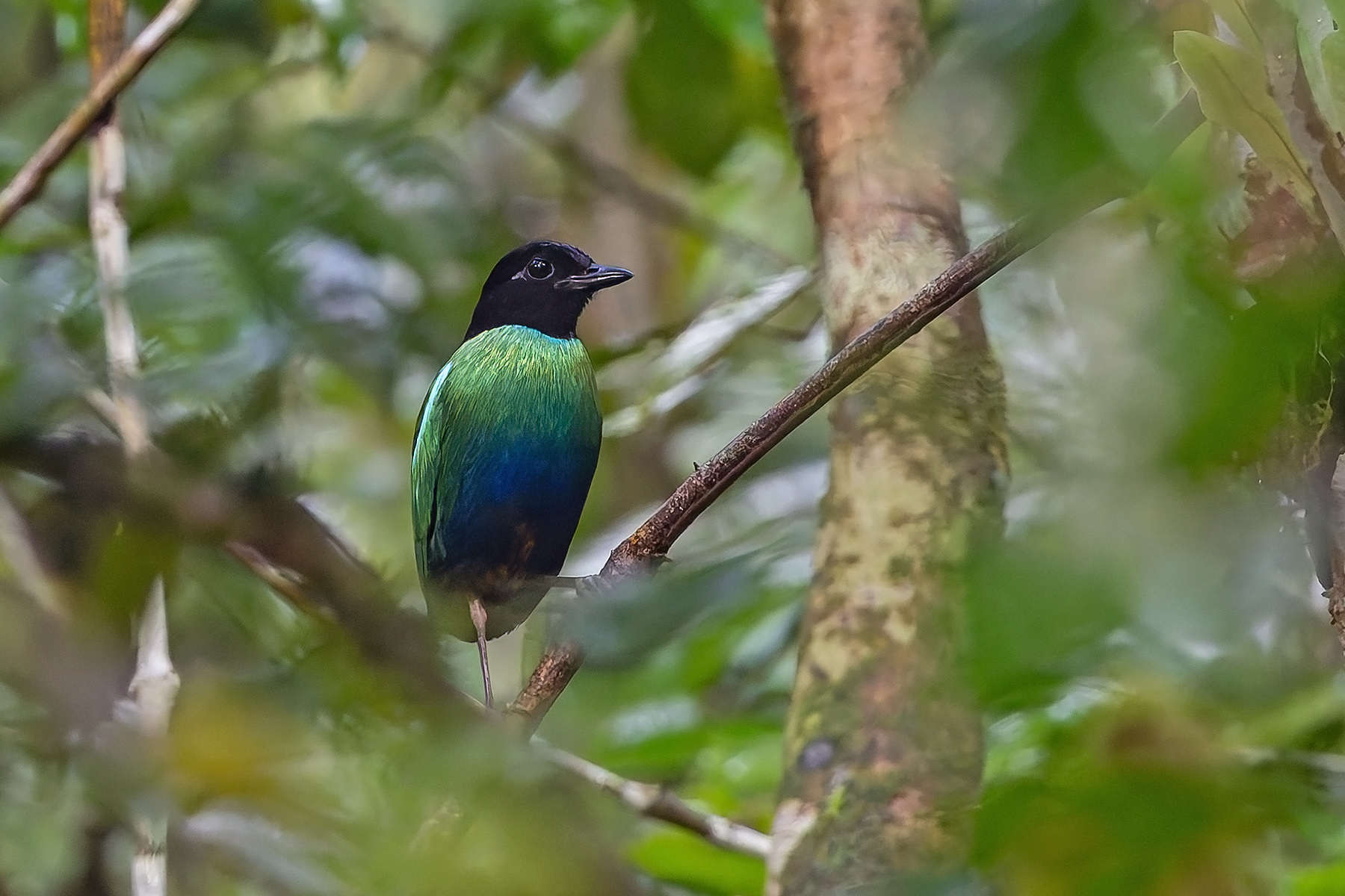 Eastern Hooded Pitta (Numfor) (image by Pete Morris)