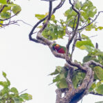 Edward's Fig-Parrot (image by Pete Morris)