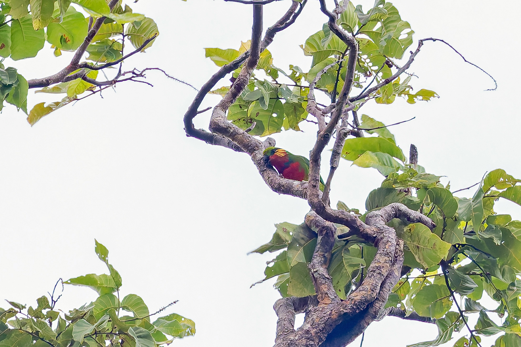 Edward's Fig-Parrot (image by Pete Morris)