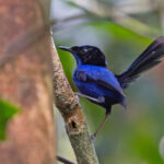 Emperor Fairywren (image by Pete Morris)