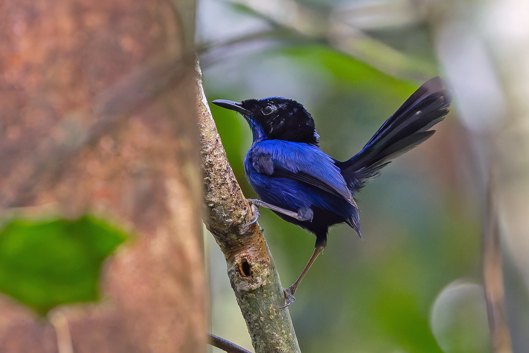 Emperor Fairywren (image by Pete Morris)