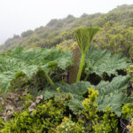 Endemic Gunnera, Masafuera (image by Mark Beaman)