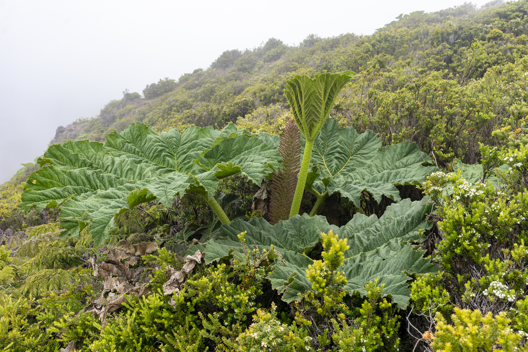Endemic Gunnera, Masafuera (image by Mark Beaman)