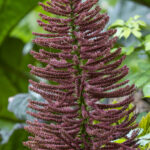 Gunnera flower, Robinson Crusoe (image by Mark Beaman)