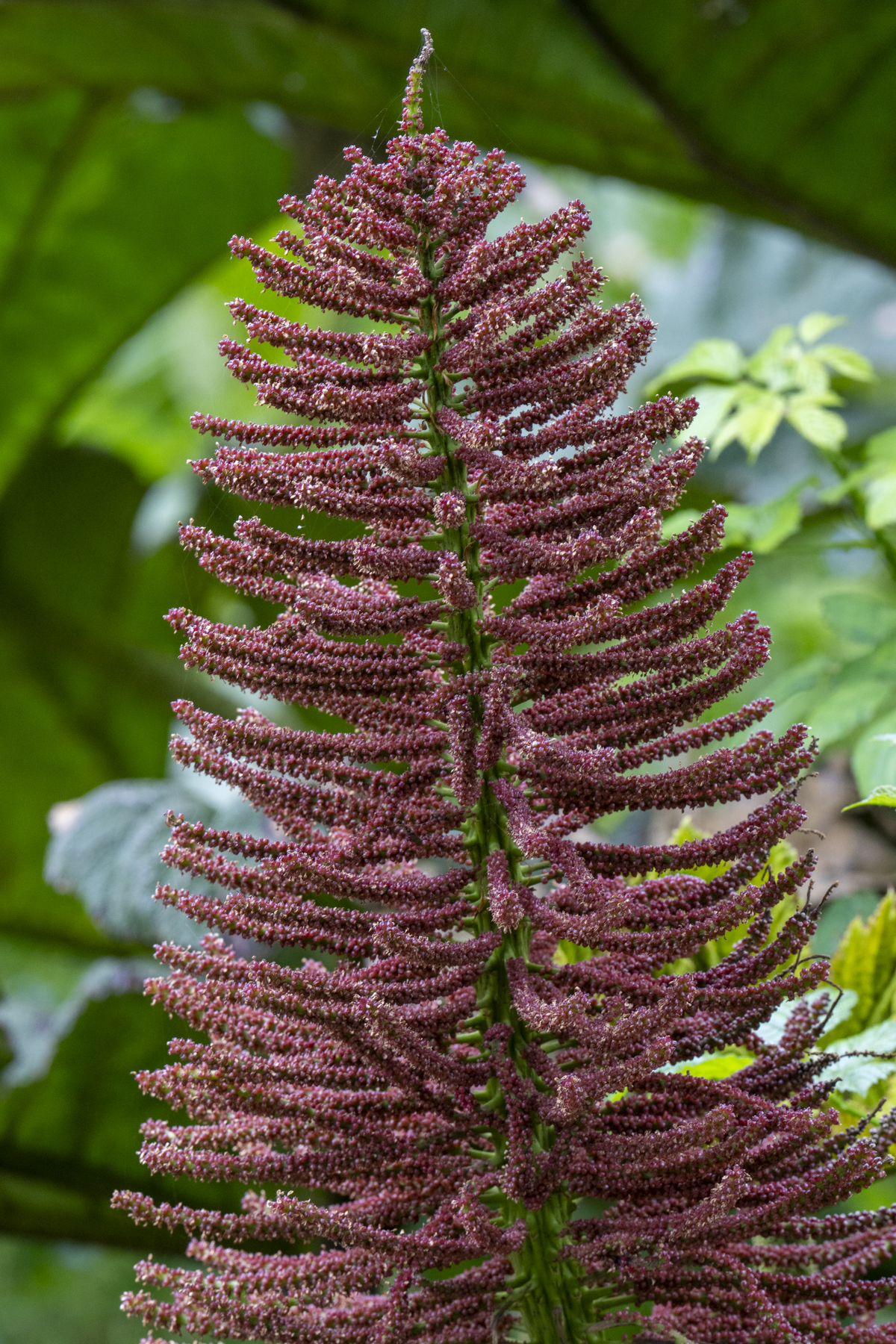 Gunnera flower, Robinson Crusoe (image by Mark Beaman)