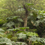Endemic Gunnera, Robinson Crusoe (image by Mark Beaman)
