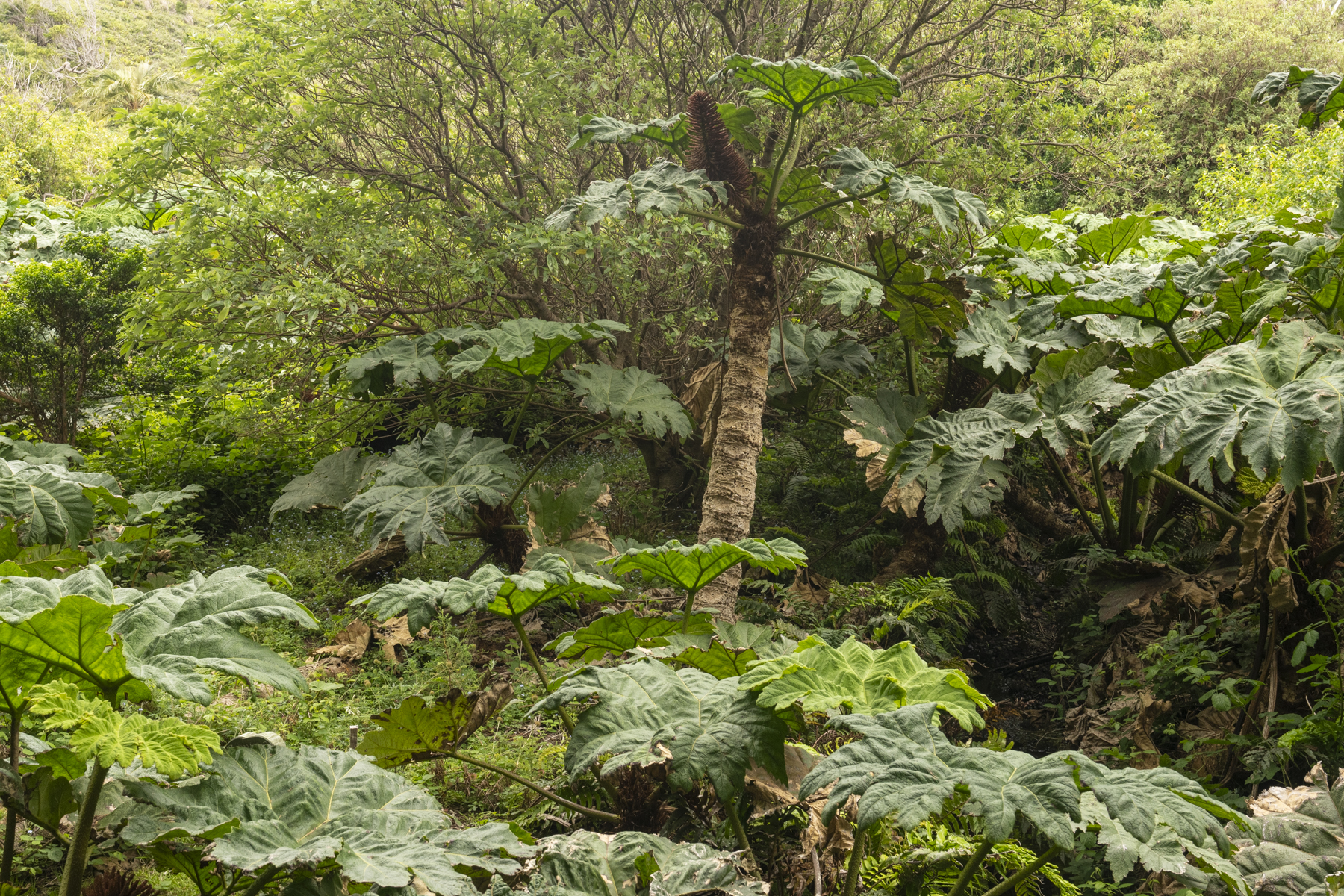 Endemic Gunnera, Robinson Crusoe (image by Mark Beaman)