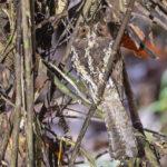 Feline Owlet-Nightjar (image by Pete Morris)