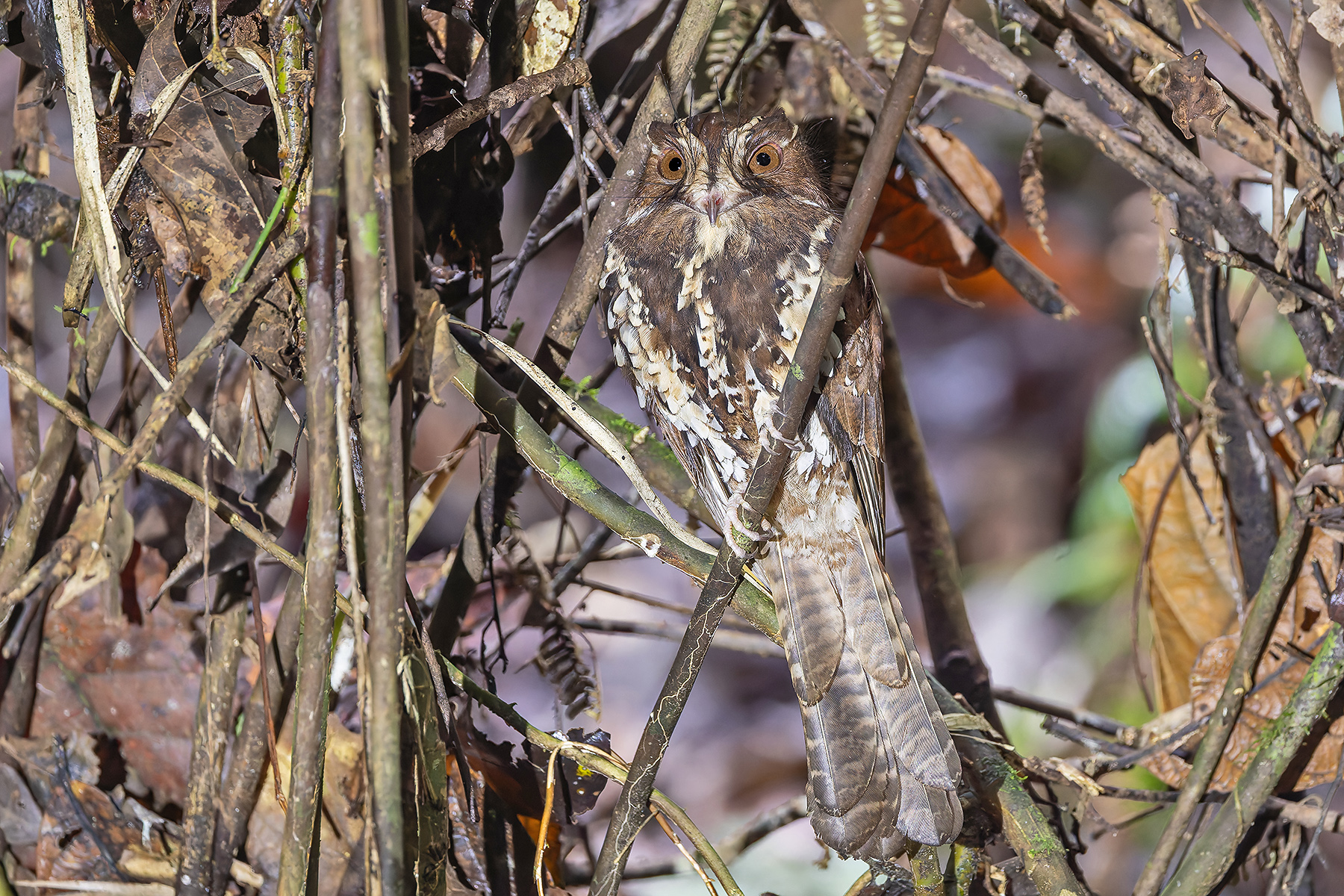 Feline Owlet-Nightjar (image by Pete Morris)